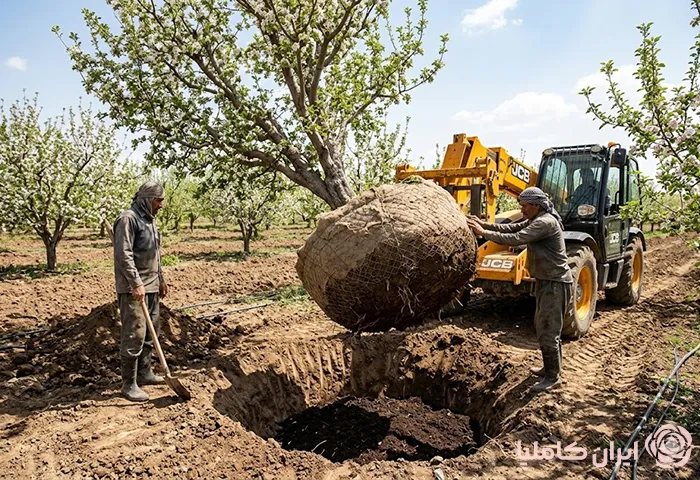جابجایی درخت سیب